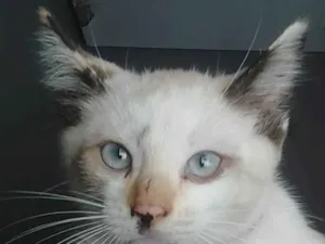 Gato raça SRD-ViraLata idade 7 a 11 meses nome Manchinha
