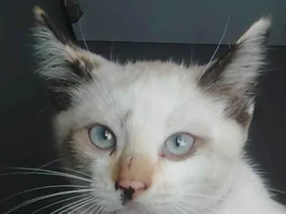 Gato raça SRD-ViraLata idade 7 a 11 meses nome Manchinha