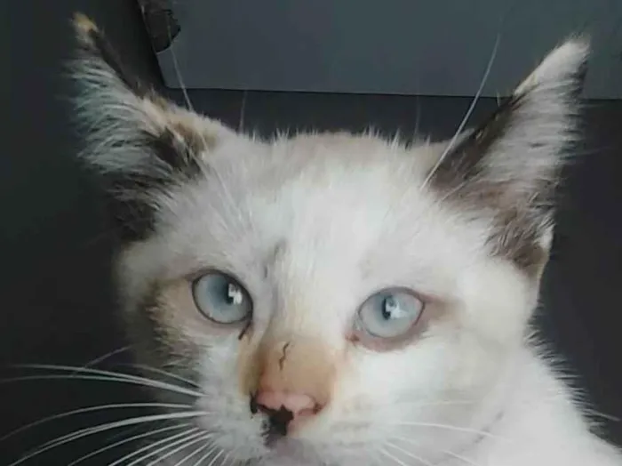 Gato ra a SRD-ViraLata idade 7 a 11 meses nome Manchinha