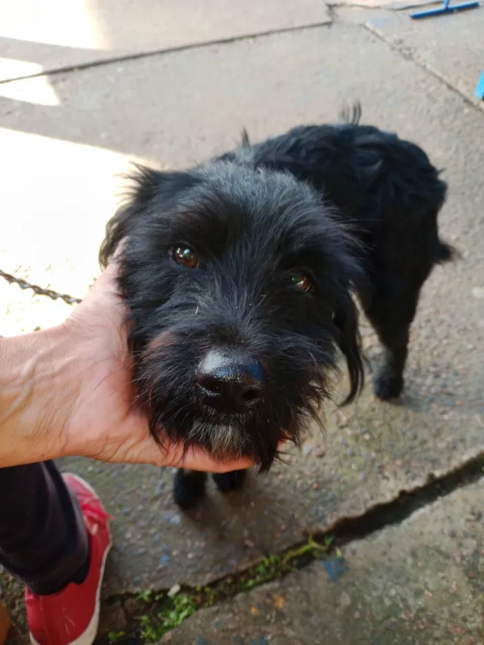 Cachorro ra a SRD-ViraLata idade 1 ano nome Zezé 