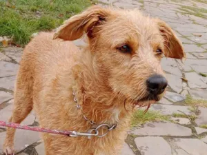 Cachorro raça SRD-ViraLata idade 2 anos nome Alemao Feliz 2025