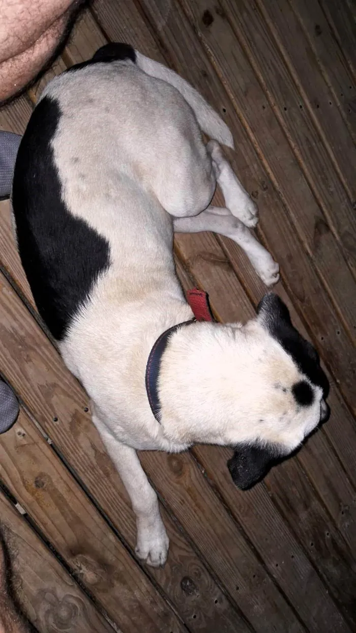 Cachorro ra a SRD-ViraLata idade 1 ano nome Pirata