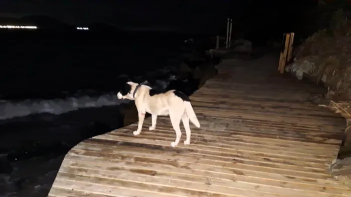 Cachorro ra a SRD-ViraLata idade 1 ano nome Pirata