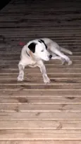 Pirata