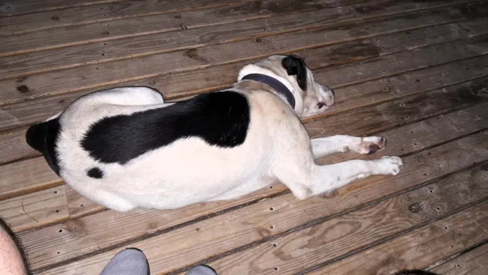 Cachorro ra a SRD-ViraLata idade 1 ano nome Pirata