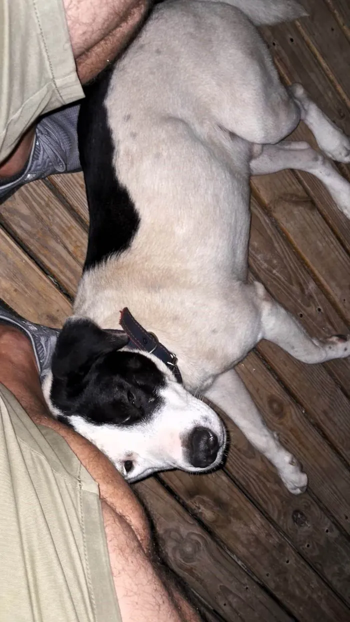 Cachorro ra a SRD-ViraLata idade 1 ano nome Pirata