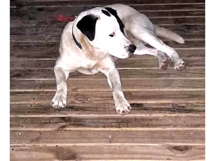 Cachorro ra a SRD-ViraLata idade 1 ano nome Pirata