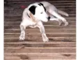 Pirata