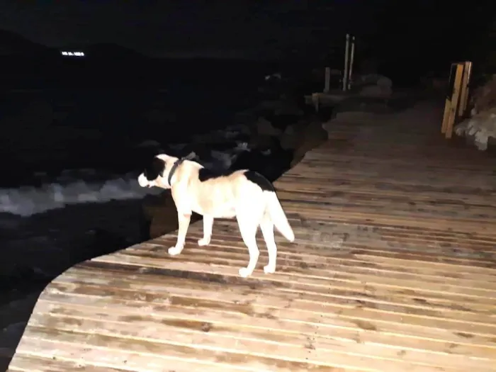 Cachorro ra a SRD-ViraLata idade 1 ano nome Pirata