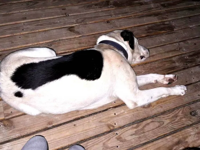 Cachorro ra a SRD-ViraLata idade 1 ano nome Pirata