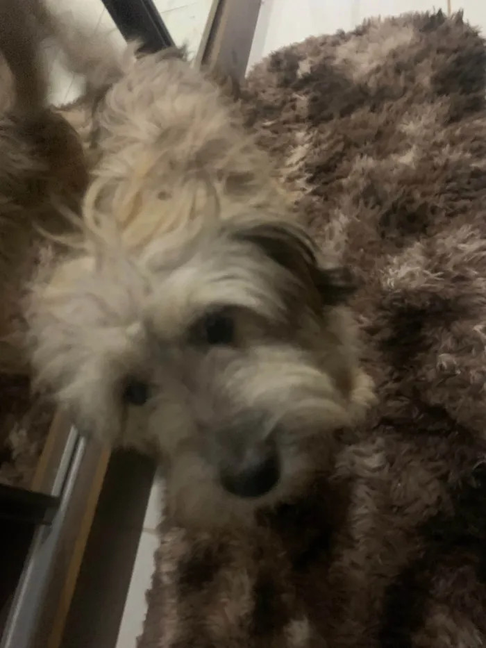Cachorro ra a Lhasa Apso idade 1 ano nome Marvin 