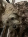 Marvin