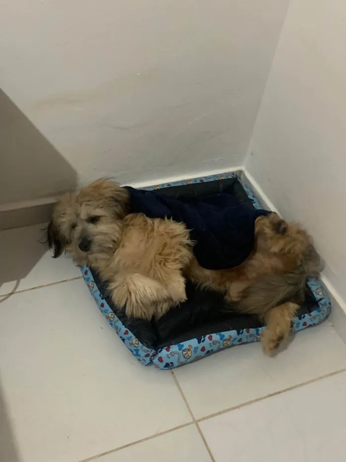 Cachorro ra a Lhasa Apso idade 1 ano nome Marvin 