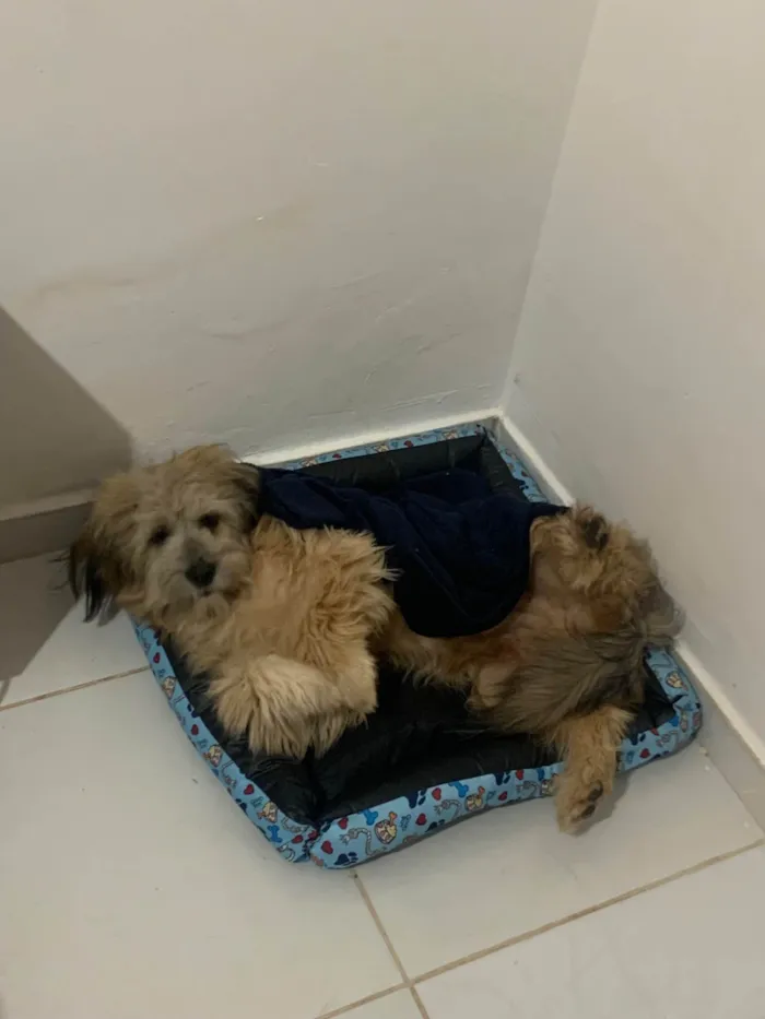 Cachorro ra a Lhasa Apso idade 1 ano nome Marvin 