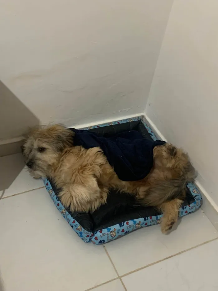 Cachorro ra a Lhasa Apso idade 1 ano nome Marvin 