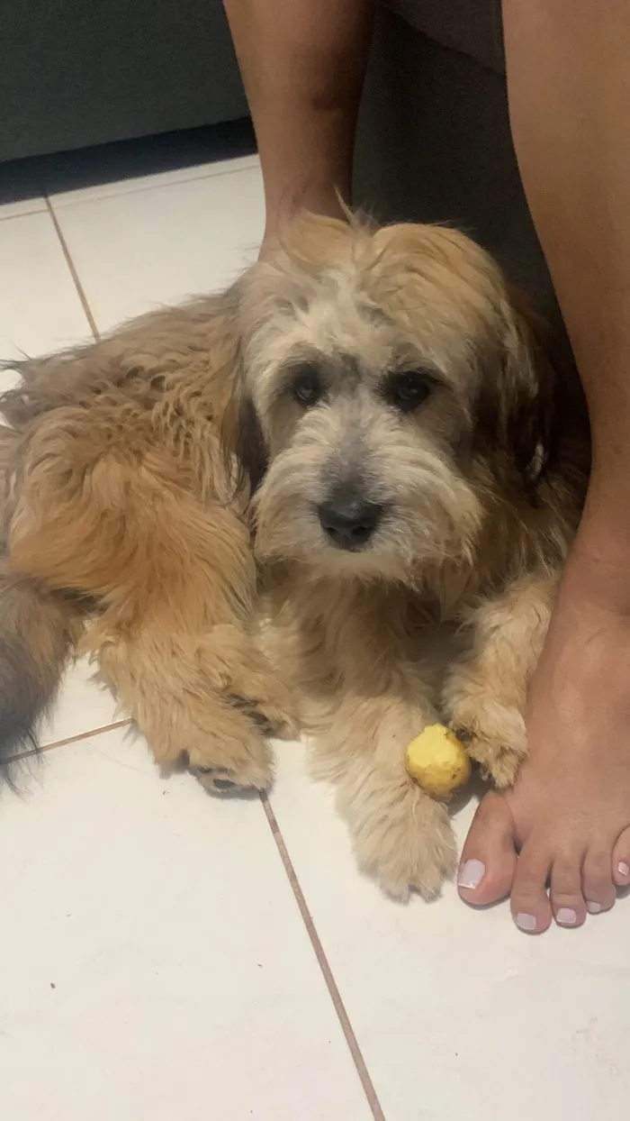Cachorro ra a Lhasa Apso idade 1 ano nome Marvin 