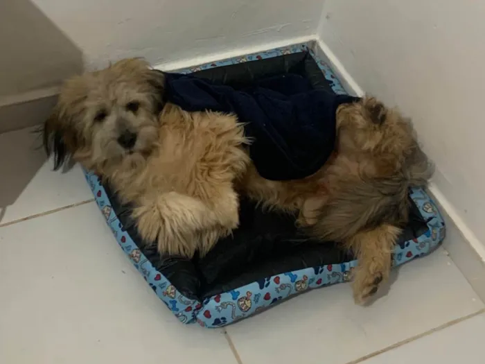 Cachorro ra a Lhasa Apso idade 1 ano nome Marvin 