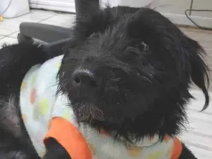 Cachorro raça SRD-ViraLata idade 1 ano nome Zezé 