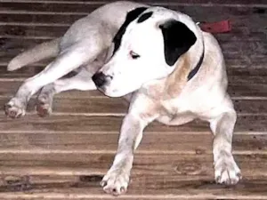 Cachorro raça SRD-ViraLata idade 1 ano nome Pirata
