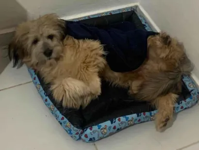 Cachorro raça Lhasa Apso idade 1 ano nome Marvin 
