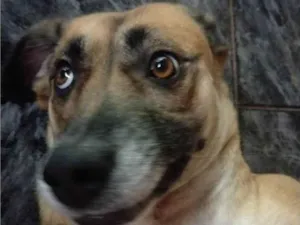Cachorro raça SRD-ViraLata idade 4 anos nome Ravena 