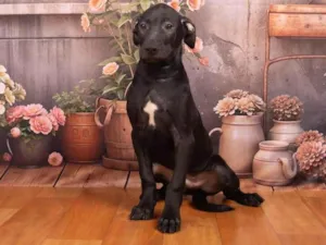 Cachorro raça SRD-ViraLata idade 2 a 6 meses nome Bento 