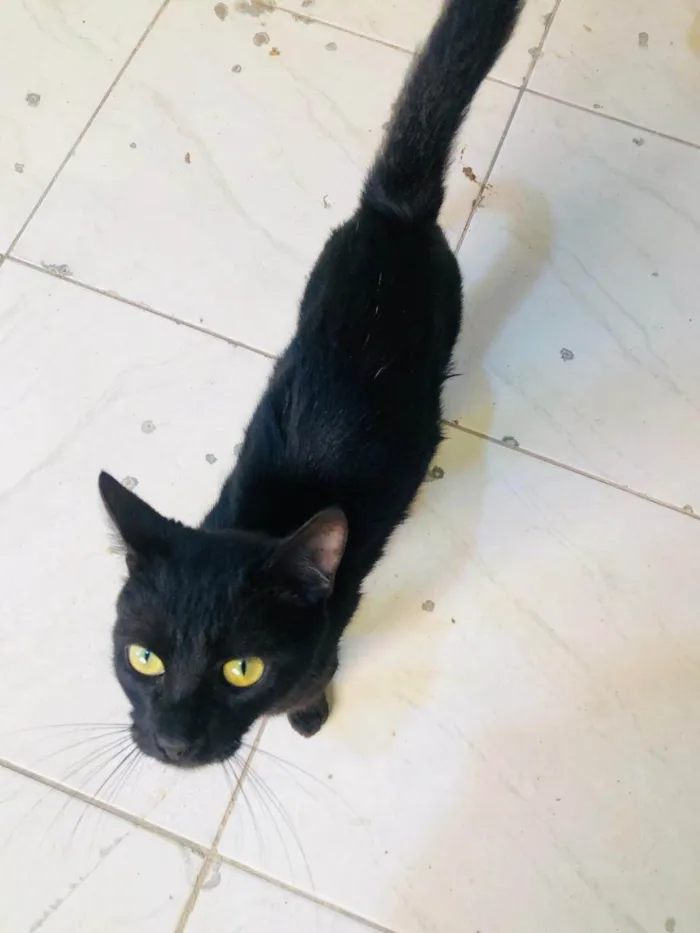 Gato ra a SRD-ViraLata idade 2 a 6 meses nome Banguela