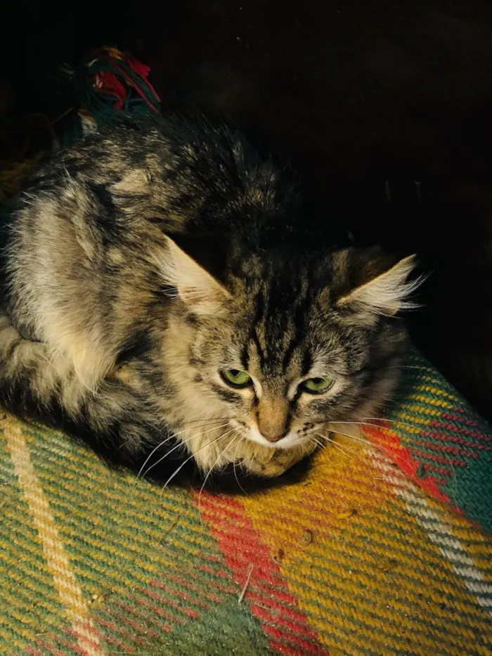 Gato ra a SRD-ViraLata idade 2 a 6 meses nome Maya