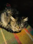 Maya