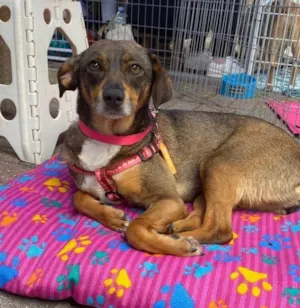 Cachorro raça SRD-ViraLata idade 2 anos nome Brigithe 