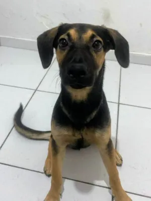Cachorro raça SRD-ViraLata idade 7 a 11 meses nome Billy 