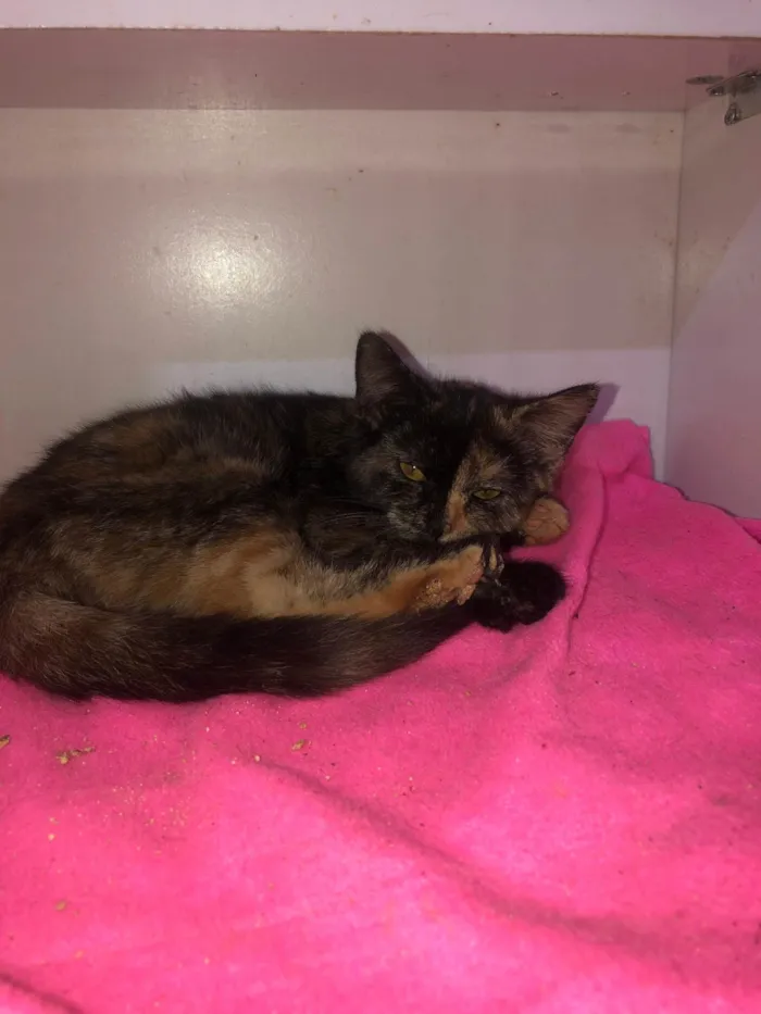 Gato ra a SRD-ViraLata idade 2 a 6 meses nome Cristal