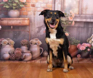 Cachorro raça SRD-ViraLata idade 2 anos nome Kyara 