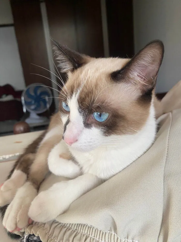 Gato ra a SRD-ViraLata idade 2 a 6 meses nome Flokinho