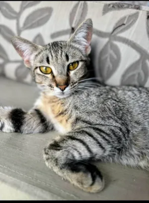 Gato raça SRD-ViraLata idade 1 ano nome Sophie 