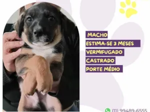 Cachorro raça SRD-ViraLata idade 2 a 6 meses nome Mocchiato
