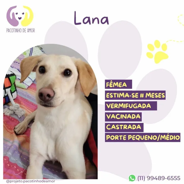 Cachorro ra a SRD-ViraLata idade 7 a 11 meses nome Lana