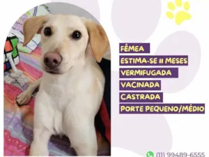 Cachorro raça SRD-ViraLata idade 7 a 11 meses nome Lana