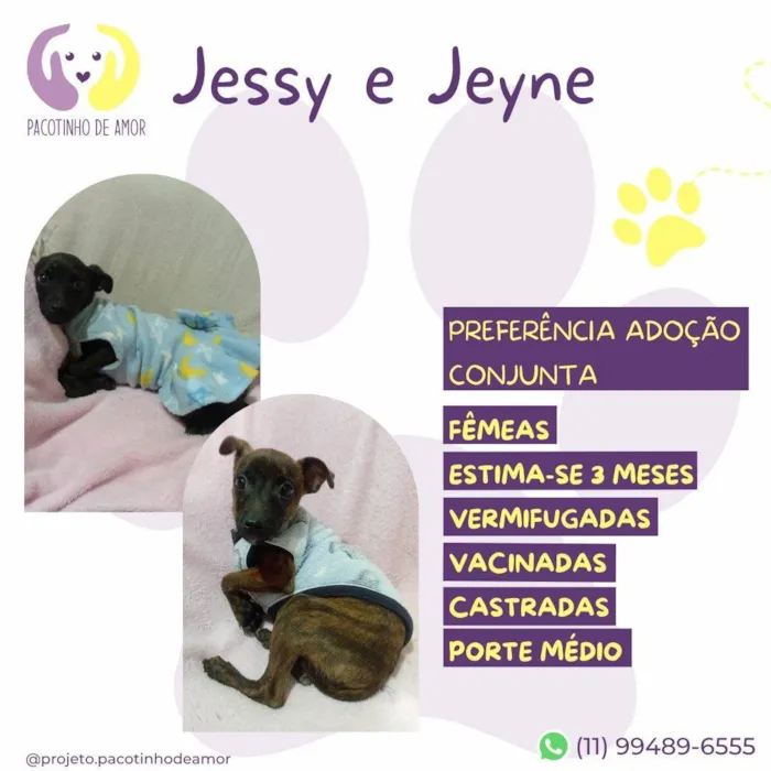 Cachorro ra a SRD-ViraLata idade 2 a 6 meses nome Jessy e Jeyne