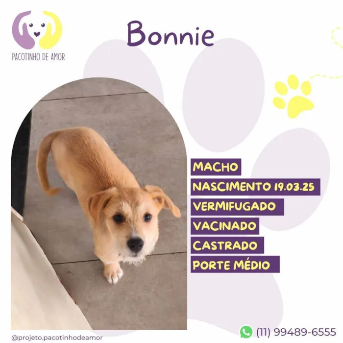 Cachorro ra a SRD-ViraLata idade Abaixo de 2 meses nome Bonnie