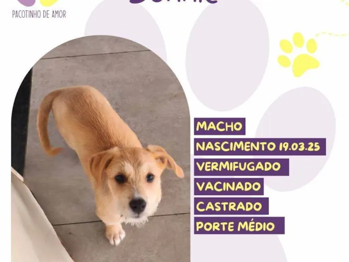 Cachorro ra a SRD-ViraLata idade Abaixo de 2 meses nome Bonnie