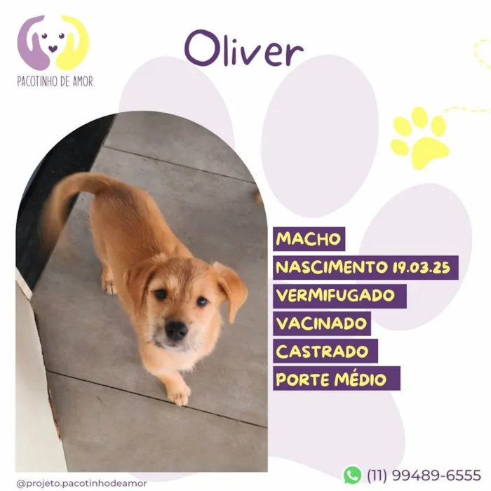 Cachorro ra a SRD-ViraLata idade 2 a 6 meses nome Oliver