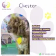 Chester