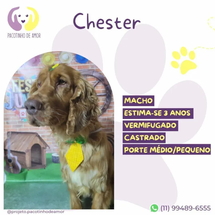 Cachorro ra a SRD-ViraLata idade 3 anos nome Chester