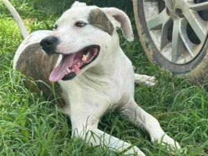 Cachorro raça Pit-Bull idade 3 anos nome Theo 