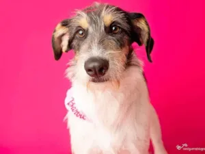 Cachorro raça SRD-ViraLata idade 2 anos nome Nina 