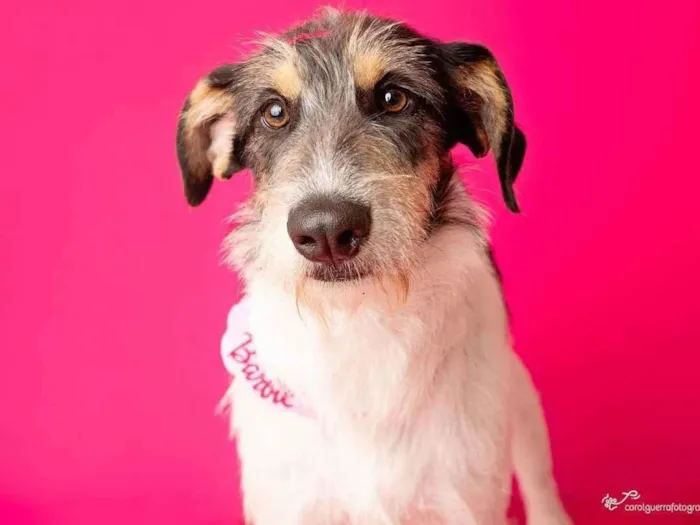 Cachorro ra a SRD-ViraLata idade 2 anos nome Nina 