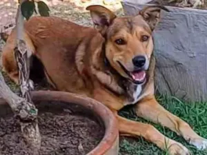 Cachorro raça SRD-ViraLata idade 4 anos nome Marley 