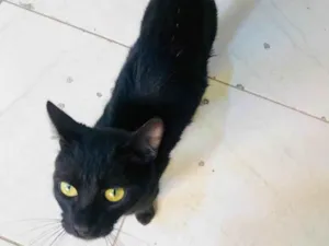 Gato raça SRD-ViraLata idade 2 a 6 meses nome Banguela