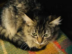 Gato raça SRD-ViraLata idade 2 a 6 meses nome Maya